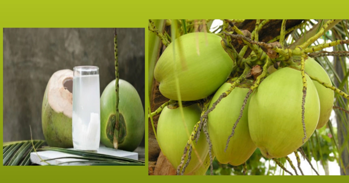 tender coconut water