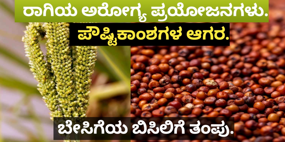 Importance of Ragi ( millet)